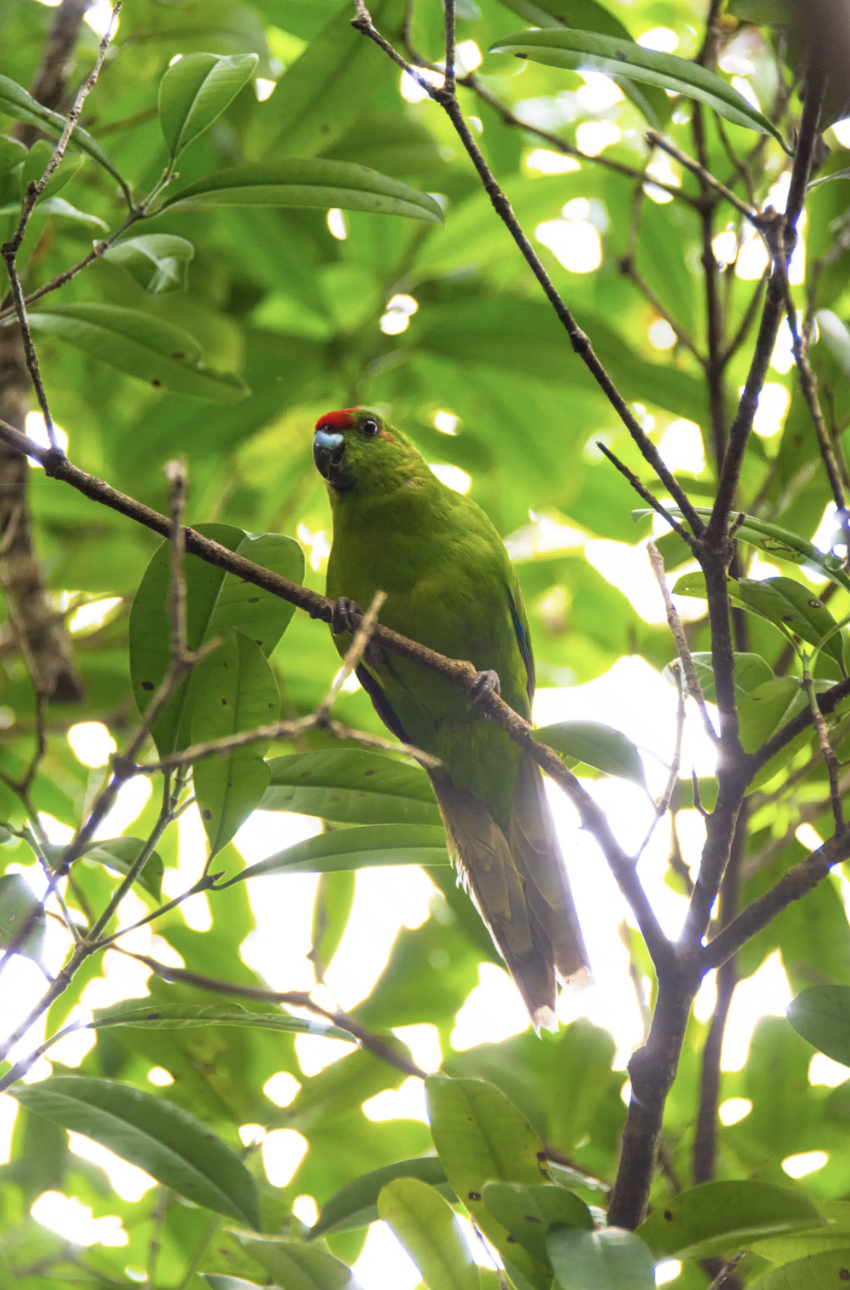 Birdwatching on Norfolk Island