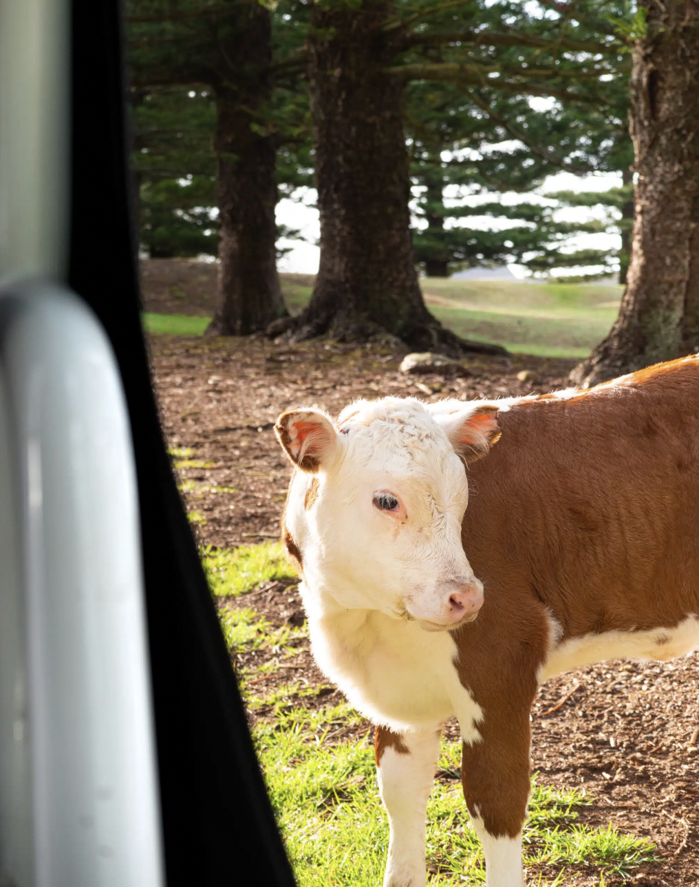 Norfolk Island cows