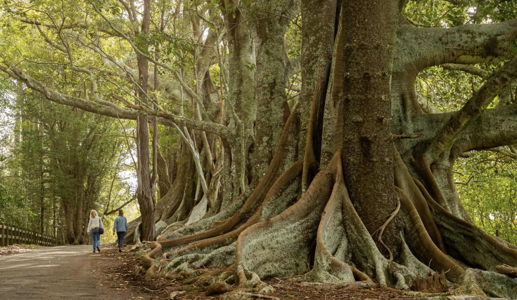 Moreton Bay Norfolk Island