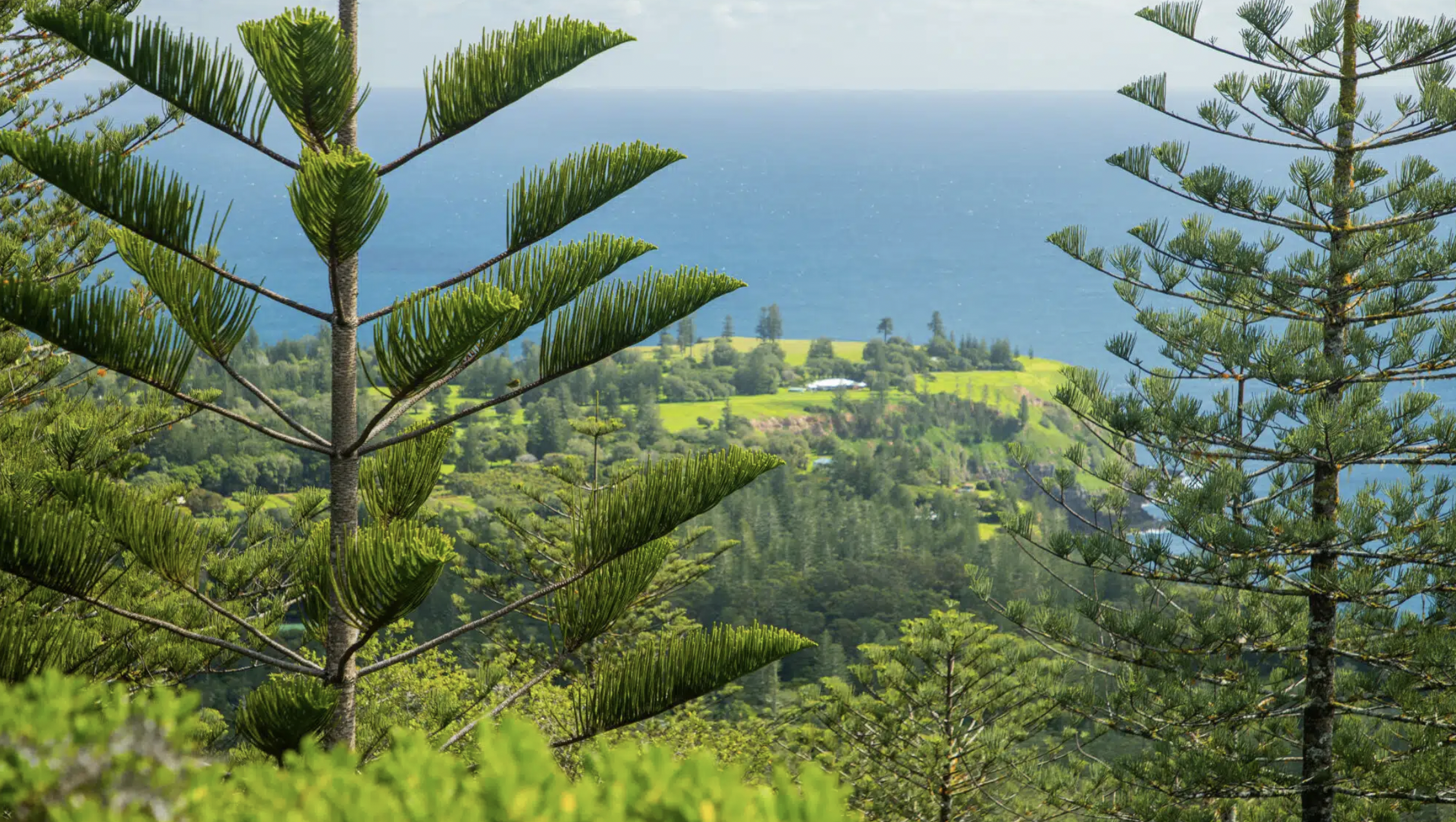 Norfolk Island pines